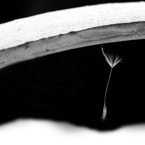 Photo #4450272