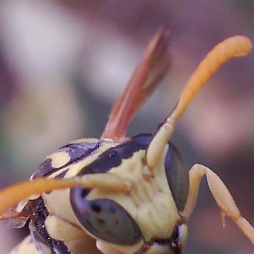 Photo #4450547
