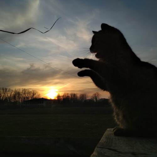 Photo #4451536