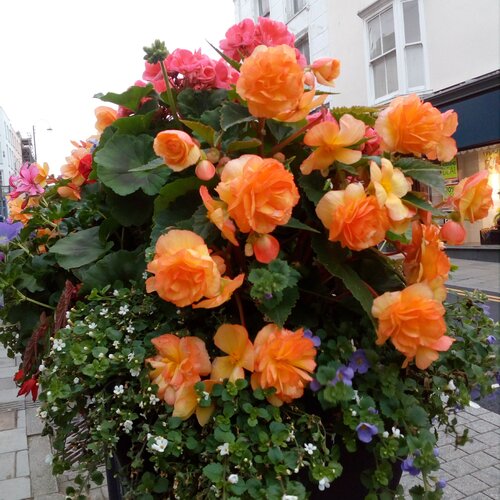 Photo #4451850