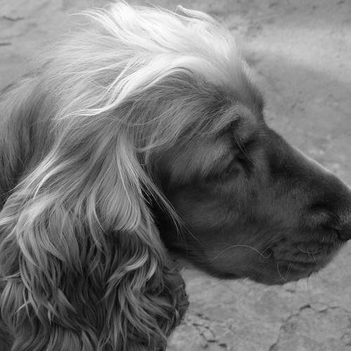 Photo #4451913