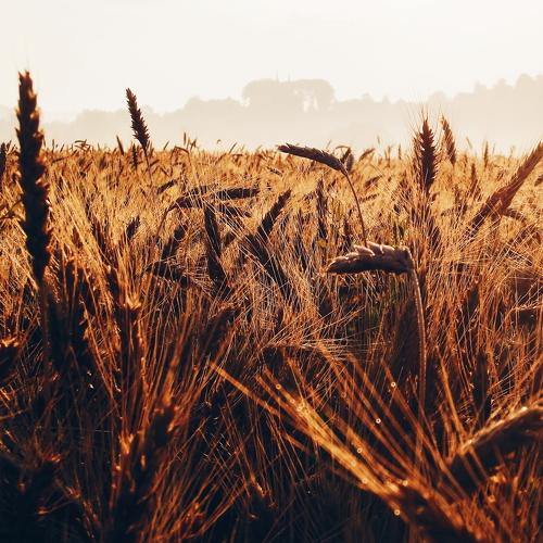 Photo #4452071