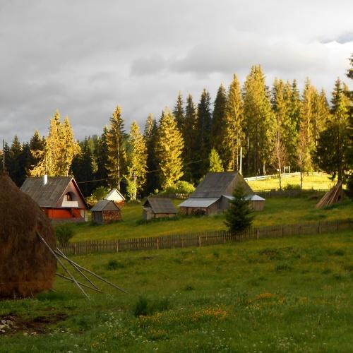 Photo #4452142