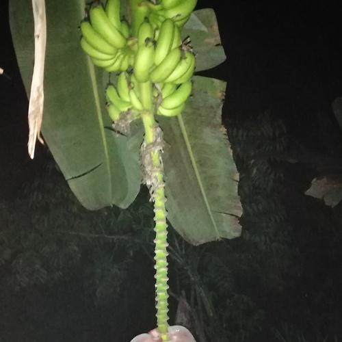 Photo #4452311