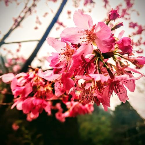 Photo #4452762