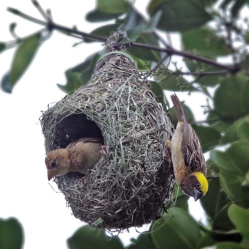 Photo #4453145