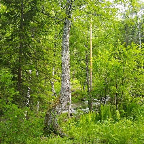 Photo #4453413