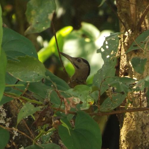 Photo #4453446