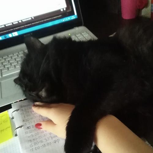 Photo #4453482