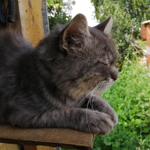 Photo #4453920