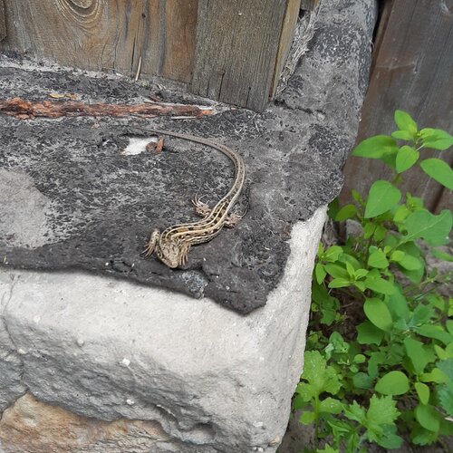 Photo #4453964