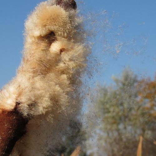Photo #4454621