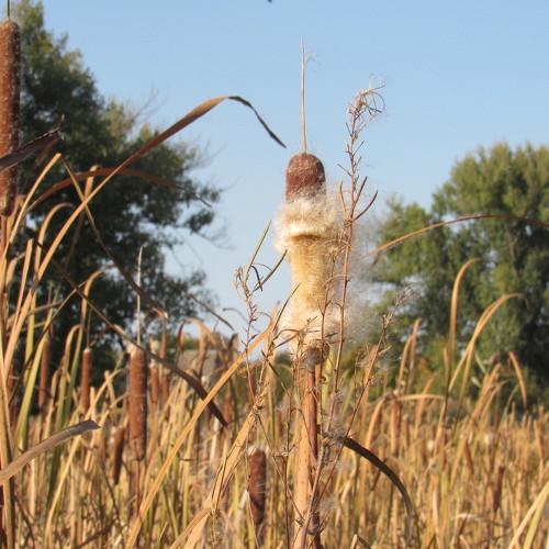Photo #4454678