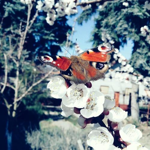Photo #4454817