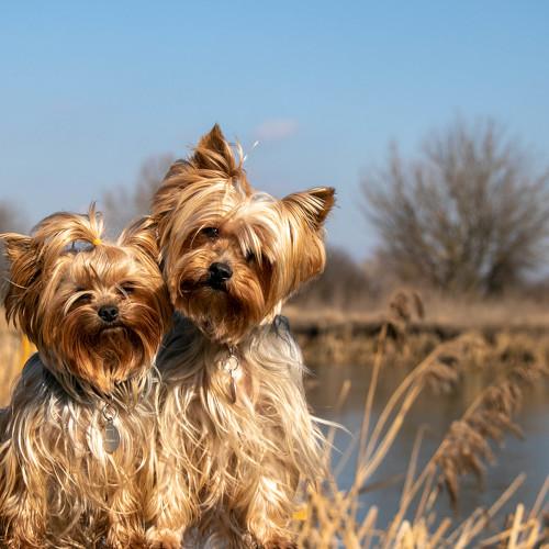 Photo #4455084