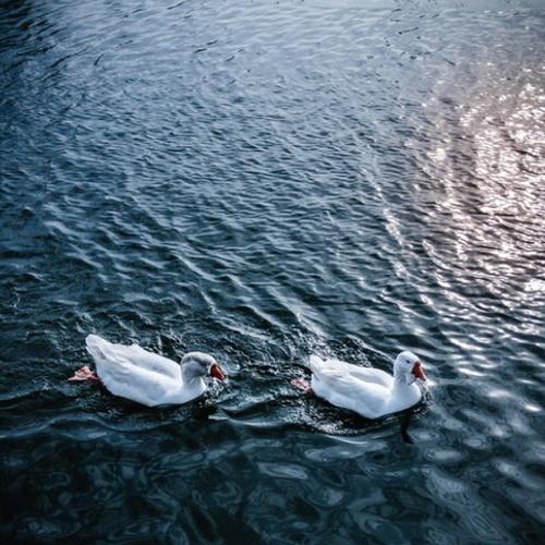 Photo #4455396