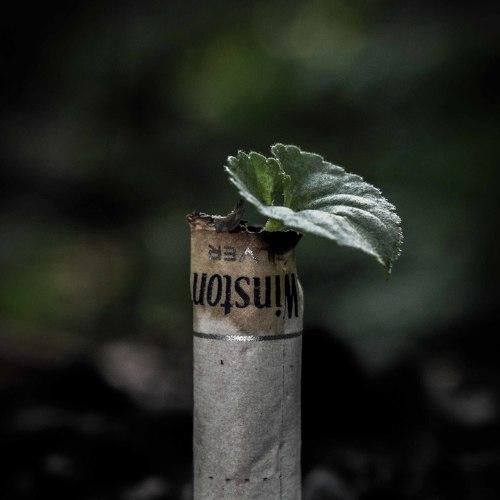 Photo #4456390