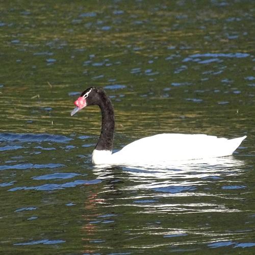 Cisne de cuello negro