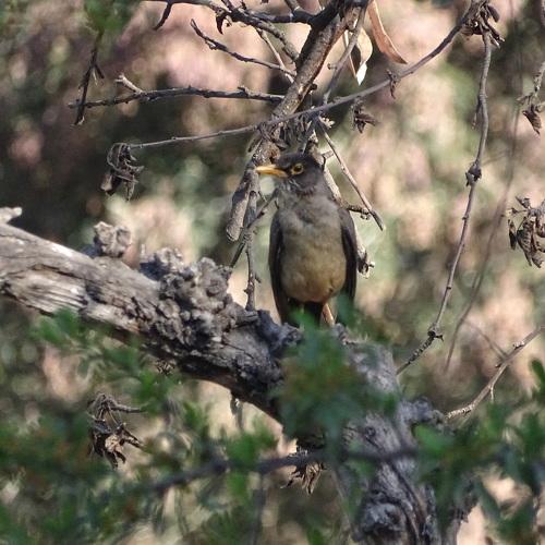 Photo #4456466