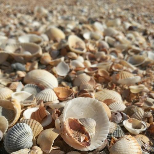 Photo #4456492