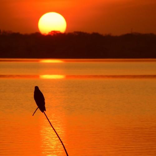 Photo #4456534
