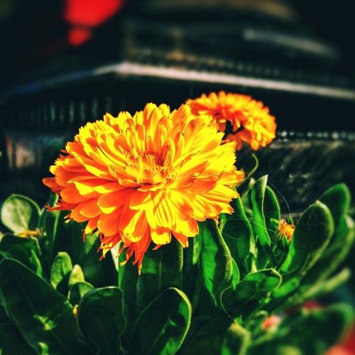 Mobile photography #Flower