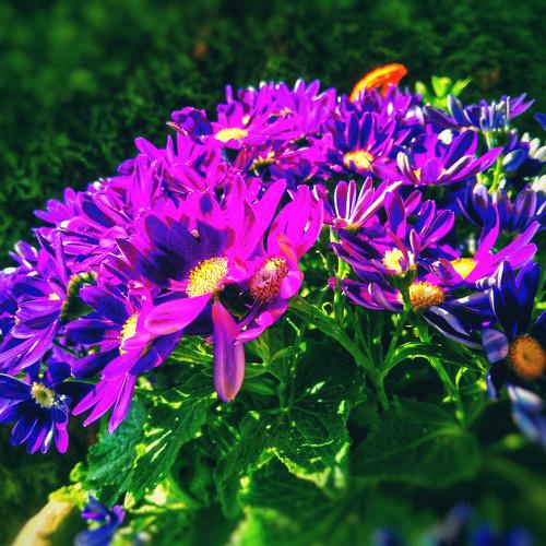 Purple flower