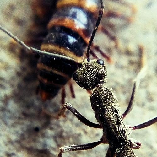 The ant