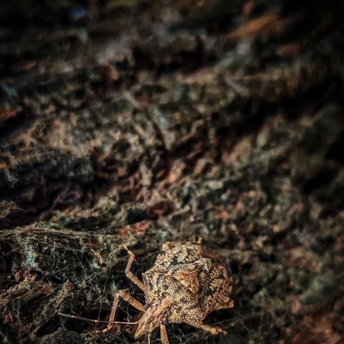 Bug #macrophotography