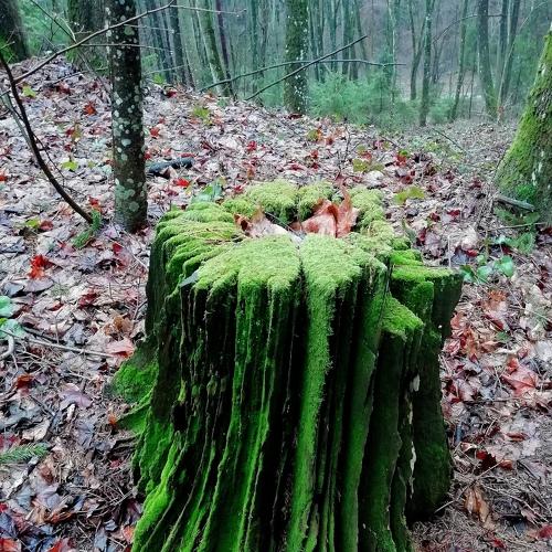 Photo #4457151