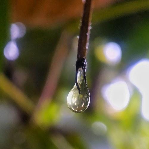 Water droplet