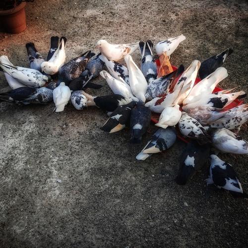 Photo #4457987