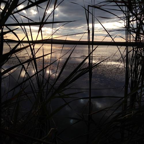 Photo #4458111