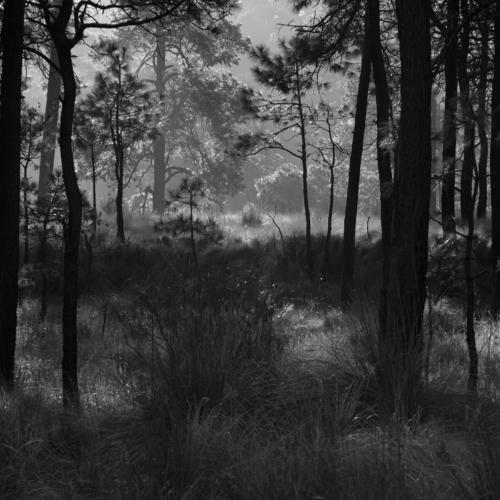 A forest