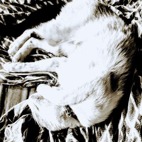 Photo #4458872