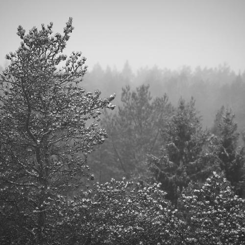 Photo #4459243