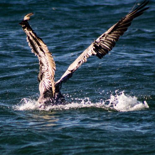 Alzando vuelo.