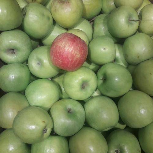 Photo #4460095