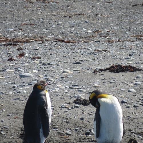 Photo #4460271