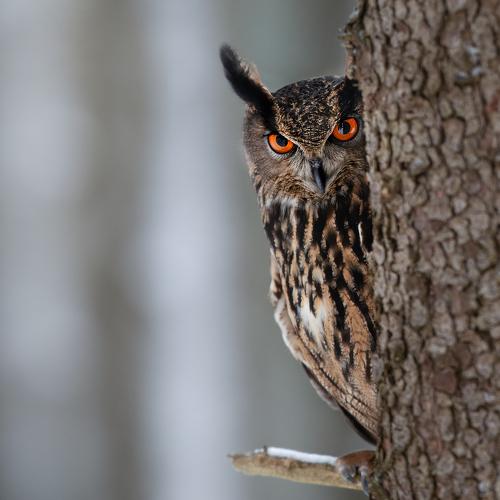Photo #4460703