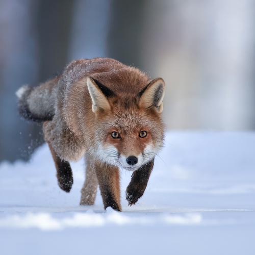 Photo #4460704