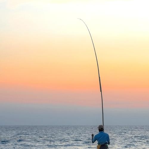 Photo #4461151