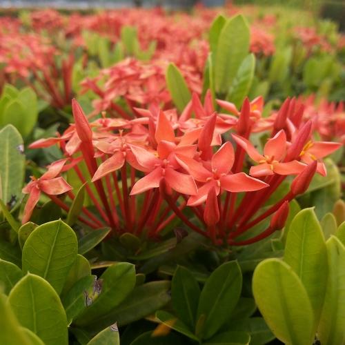 Photo #4461715