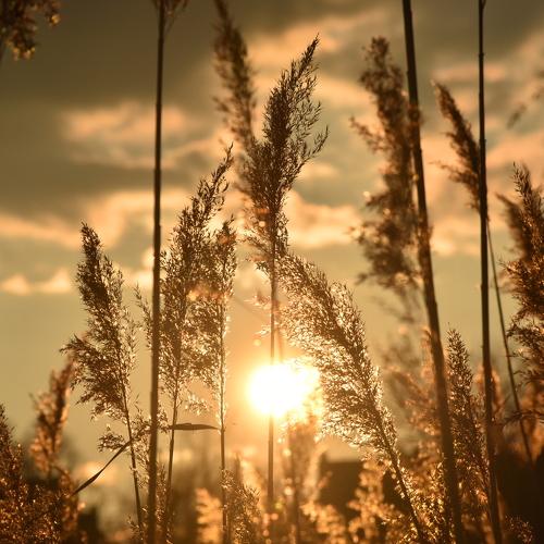 Photo #4462142
