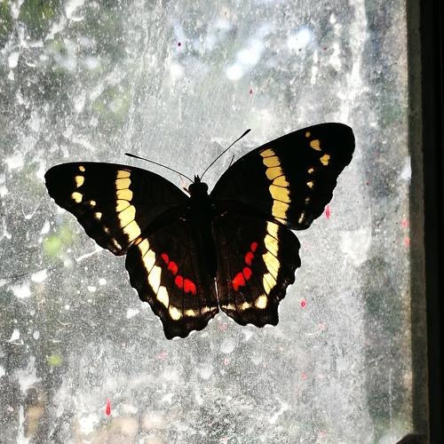 Mariposa iluminada