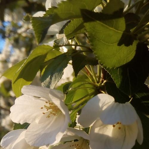 Photo #4463687
