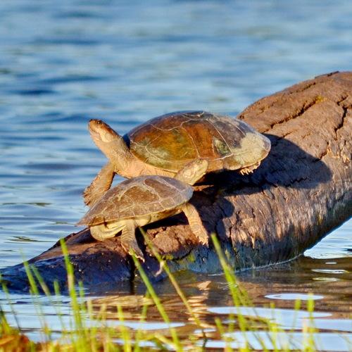 Photo #4464027