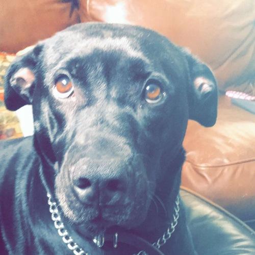 Photo #4464178