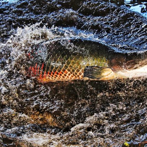 Photo #4464692