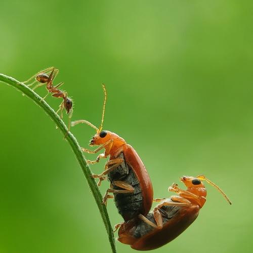 Mating beauty